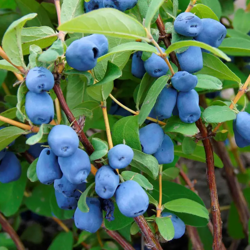 Aurora Haskap – High-Productivity Honeyberry Shrub