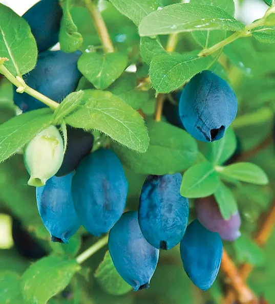 Aurora Haskap – High-Productivity Honeyberry Shrub