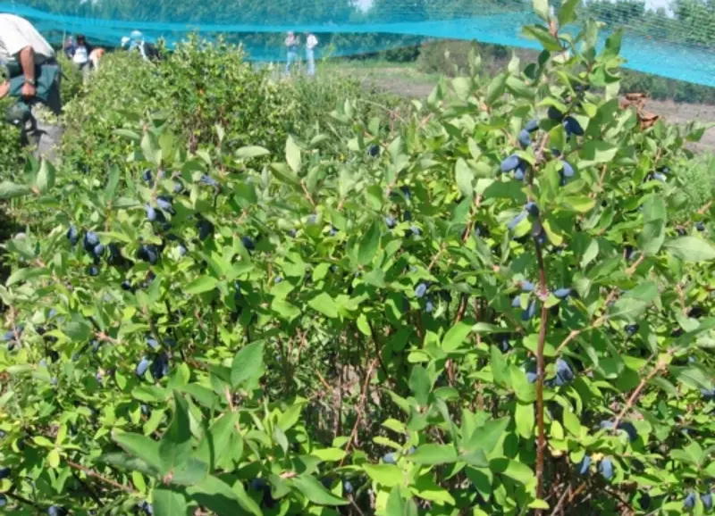 Aurora Haskap – High-Productivity Honeyberry Shrub