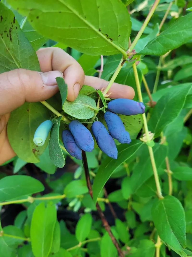 Aurora Haskap – High-Productivity Honeyberry Shrub