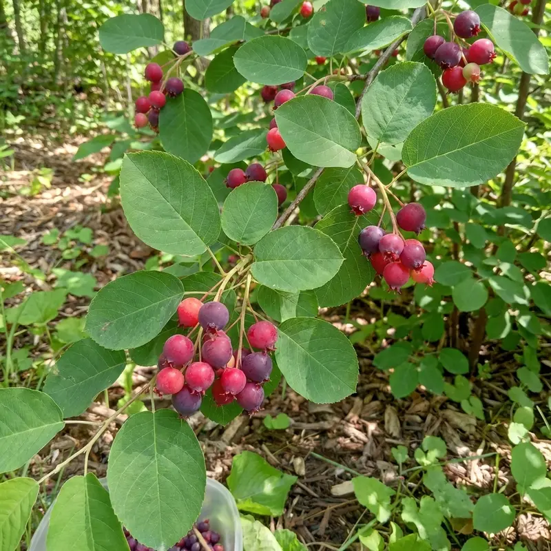 Downy Serviceberry Shrub – Native Spring-Blooming Shrub That Bears Edible Berries