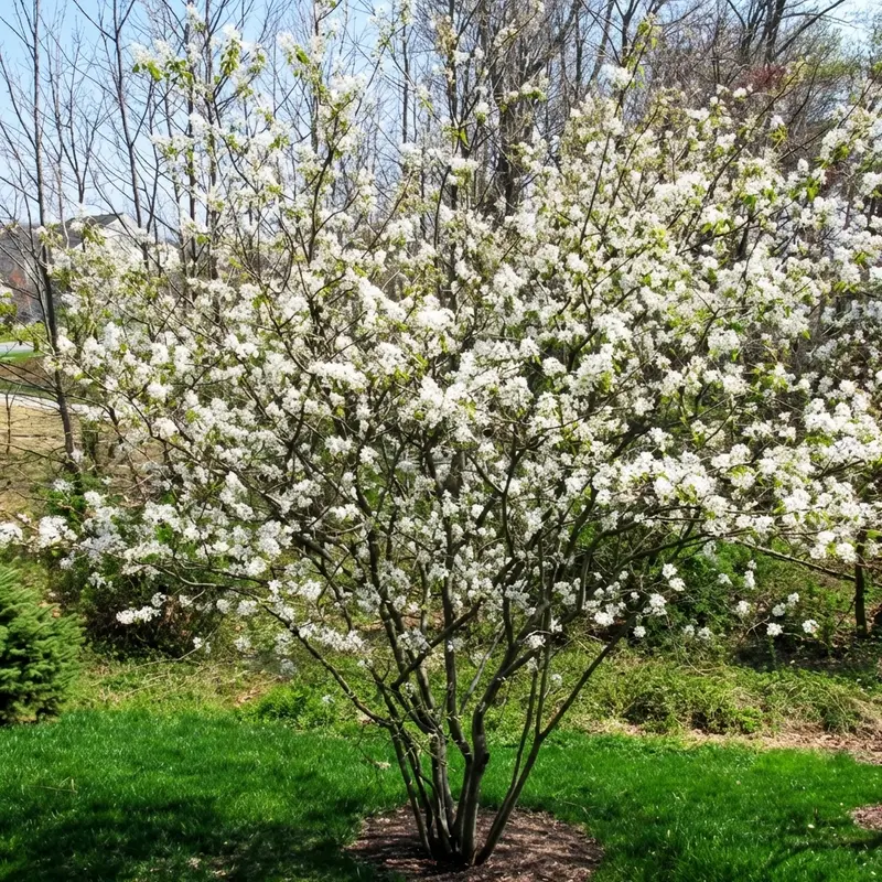 Downy Serviceberry Shrub – Native Spring-Blooming Shrub That Bears Edible Berries