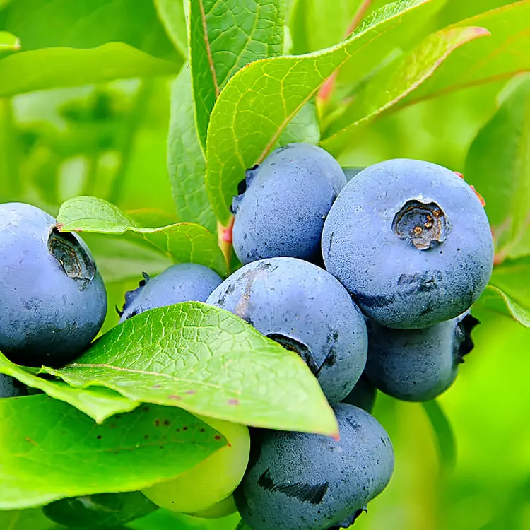 Duke Blueberry Bush – High-Yielding Early-Season Blueberry Ideal for Home Gardens
