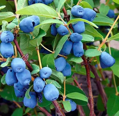 Indigo Treat Haskap Bush – Early-Ripening Honeyberry for Cold Climates
