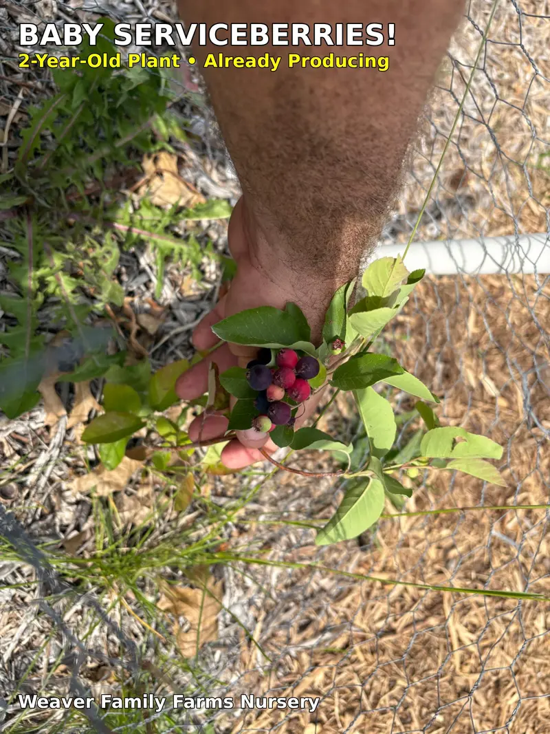 Saskatoon Serviceberry Shrub – Nutrient-Dense Berry Producer with Drought Adaptability