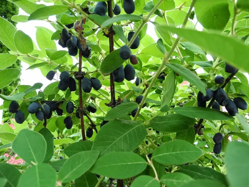 Tundra Haskap – Cold-Adapted Honeyberry Shrub, Zones 3–7
