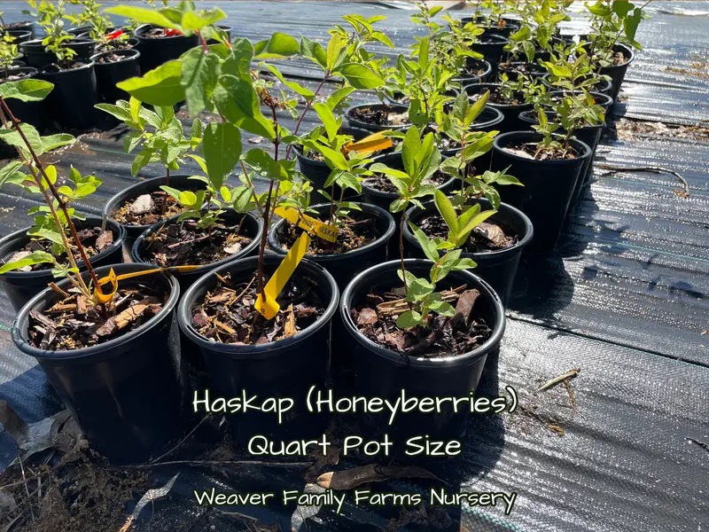 Tundra Haskap – Cold-Adapted Honeyberry Shrub, Zones 3–7 2