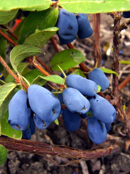 Tundra Haskap – Cold-Adapted Honeyberry Shrub, Zones 3–7